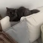 قطة شيرازية للتبني