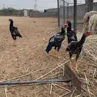 البيع مستعجل