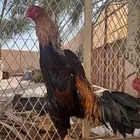 ديوك شامو ياباني