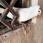 حمام بلجيكي
