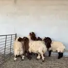 ذبايح
