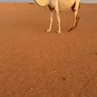 للبيع لقحه وضحا كفو