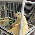 راكون البينو للبيع