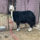 نجديه صنف تم البيع