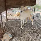 اعرض لكم نعجه فارغ شحم. فيها فتاق. ونعجة جرم
