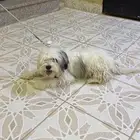 كلب للبيع