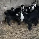 معزاء عوارض ضريع