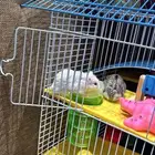 هامستر روسي