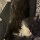 تبني