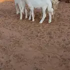 تم البيع