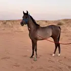 حصان شعبي