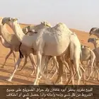 قعود باتلي للبيع
