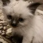 قطوه هملايا سيامي العمر شهرين للتواصل