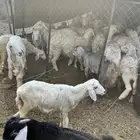 ضان حبص