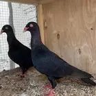 حمام الدنش الملكي