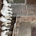 للبيع بط بكيني
