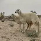 رخال ضغط عالي كفوو