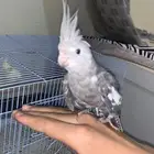 كروان هولندي اليف