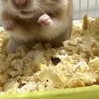 هامستر ذكر بعمر شهرين ونص