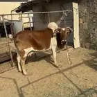 بقره بلدي للبيع
