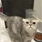 قط للبيع مع الاكل والاغراض