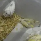 فروخ غر كناري تم البيع