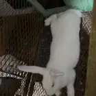 ارانب فلاندر العملاق اللون موضح