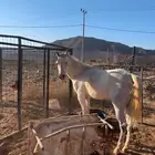 حصان للبيع شعبي