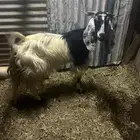 عنز ماشروكه