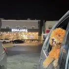 كلب نوع امريكي و لعوب جدا معا الأطفال