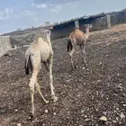 قعدان