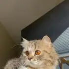 قطه مفقوده