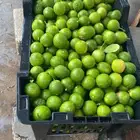 للبيع ليمون حساوي مشكل الجامبو ولوسط