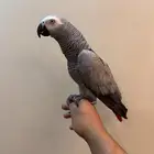 كاسكو اليف جدا ومتكلم .تم البيع