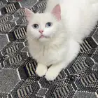 قطه