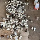 صوص صيصان فروخ دجاج بلدي