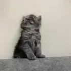قطه للبيع العمر شهر و 3 أيام