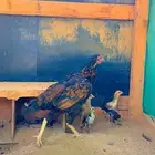 دجاجه سنديه بفروخها