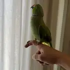 ببغاء ( اليف) ومتكلم ذكر