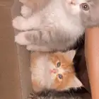 اربع قطط للبيع العمر شهرين تاريخ الميلاد10 09 2025