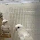 جوز روز ألبينو عيون حمر ( يوجد تابي وتمارا )