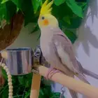 كروان اليف