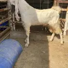 تيس مشروك طيب