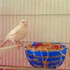 انثي كناري منتجه
