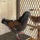 ذكر كنق
