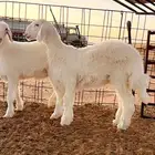 رخال حريات مقاني تم البيع ودفع السعي
