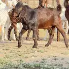 مشروع فحل بيور ام واب بيور وتؤم 4 العمر 5 شهور