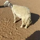 رباع دافع ومعها جذعه