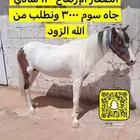 حصان بوني للبيع حد ب 3500