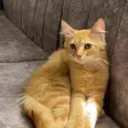 قطين لتبني